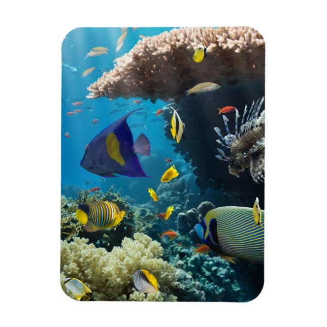 Coral and fish in the Red Sea, Egypt Magnet (Vertical)