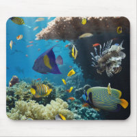 Coral and fish in the Red Sea, Egypt