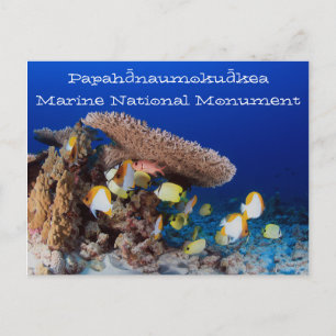 Coral and Fish, Pearl and Hermes Atoll Postcard