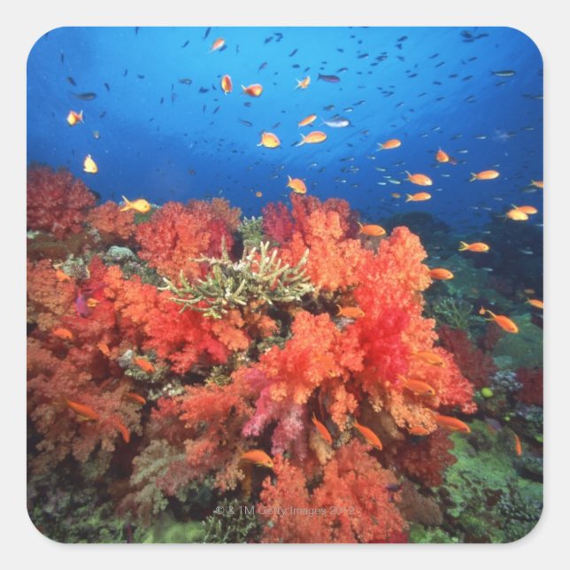 Coral and fish square sticker (Front)