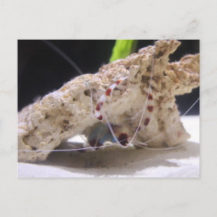 Coral Banded Shrimp Postcard