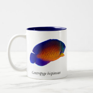 Coral Beauty Angelfish - Centropyge bispinosus Mug
