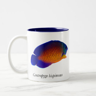 Coral Beauty Angelfish - Centropyge bispinosus Mug