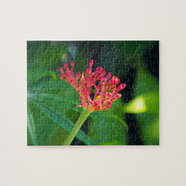 Coral Bush in bloom Jigsaw Puzzle (Horizontal)