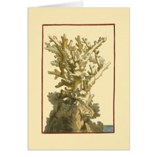 Coral by the Sea