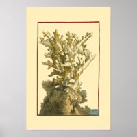 Coral by the Sea