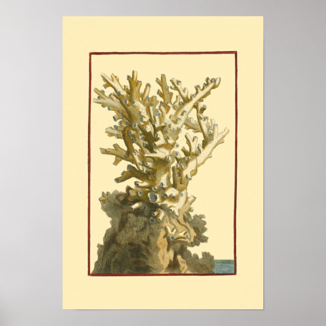 Coral by the Sea Poster (Front)