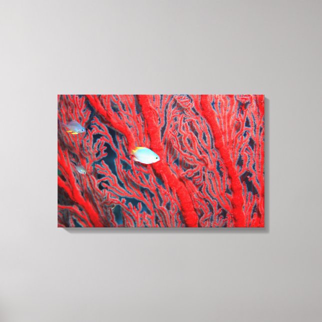 coral canvas print (Front)