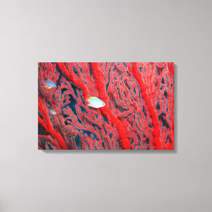 coral canvas print