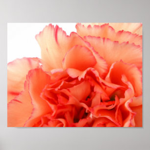 Coral Carnation Flower Bloom Poster