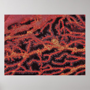 Coral Close Up Poster