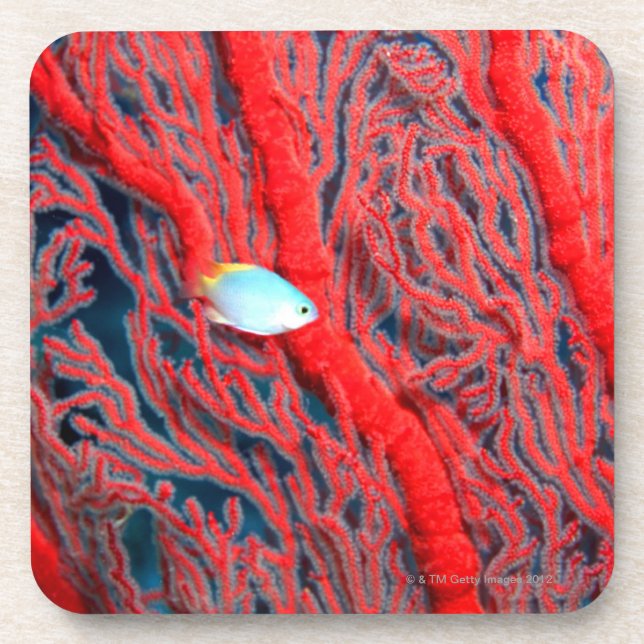 coral coaster (Front)