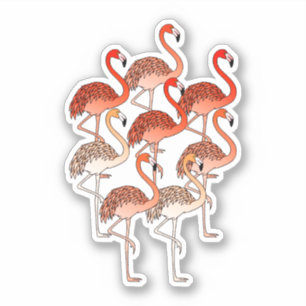 Coral Color Flamingos