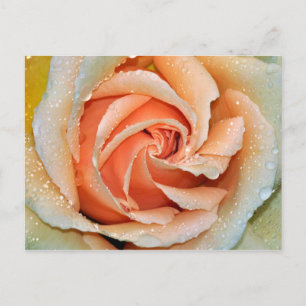 Coral coloured single rose postcard