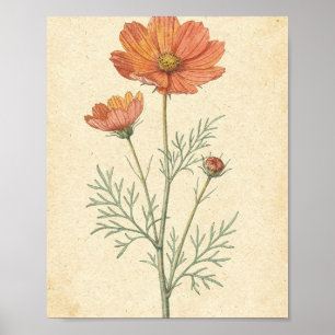 Coral Cosmos Flower and Bud Botanical Art Poster