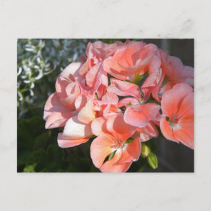 Coral geranium bunch postcard