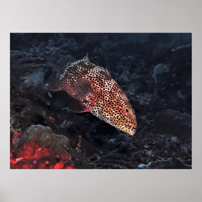 Coral Grouper Poster (Front)