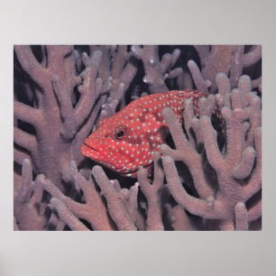 Coral Hind in the Coral Poster