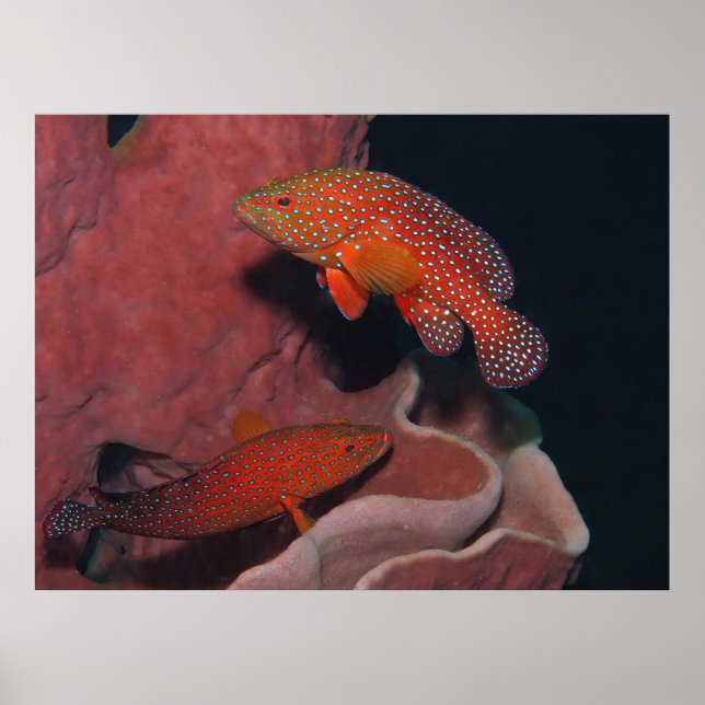 Coral Hinds Poster (Front)