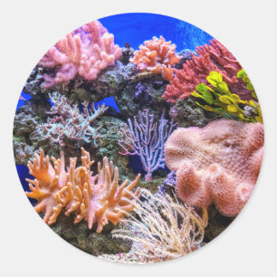 Coral in a Saltwater Aquarium Classic Round Sticker