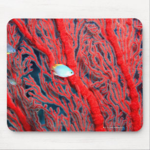 coral mouse mat