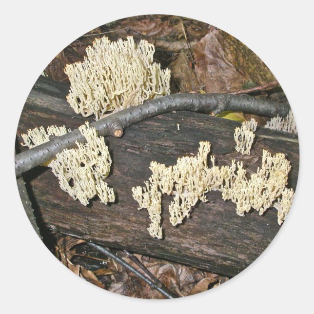 Coral Mushroom Coordinating Items Classic Round Sticker (Front)