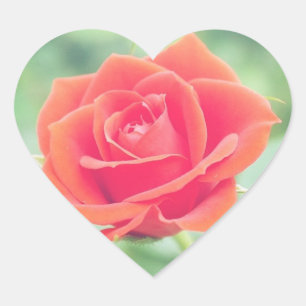 Coral Pink Rose Heart Sticker