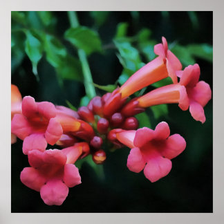 Coral Pink Trumpet Honeysuckle Poster