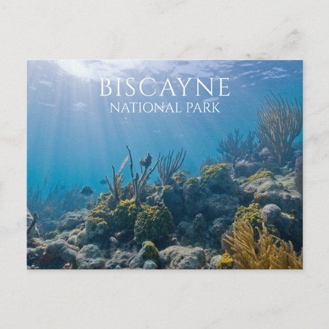 Coral, Plants, Fish, Biscayne National Park, FL Postcard (Front)