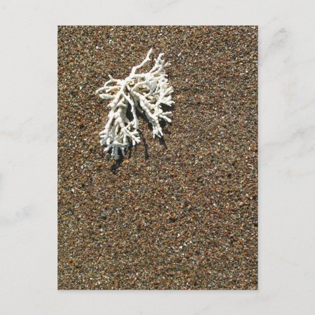 Coral Postcard (Front)