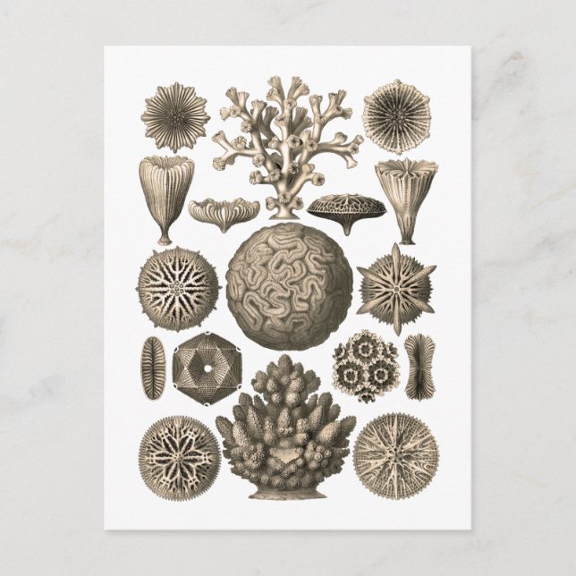 Coral Postcard (Front)