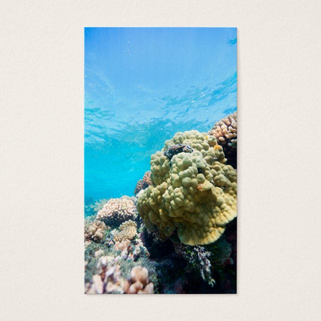 Coral reef (Front)