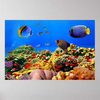 Coral reef colourful , poster
