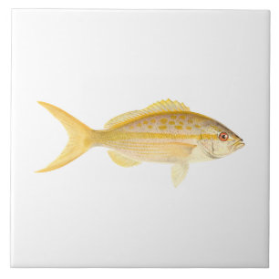 Coral Reef Fish - Yellowtail Snapper Tile