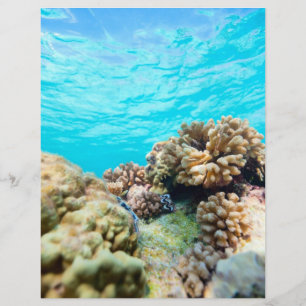 Coral reef flyer