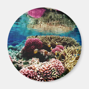 Coral Reef Magnet