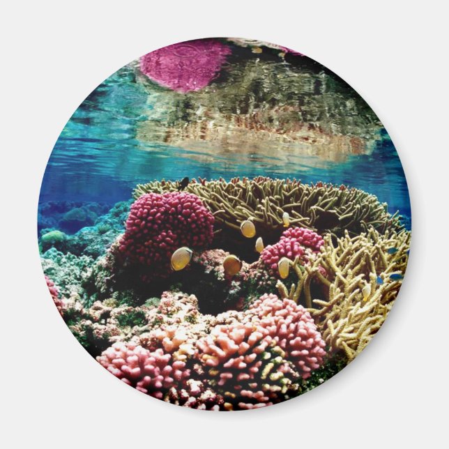 Coral Reef Magnet (Front)