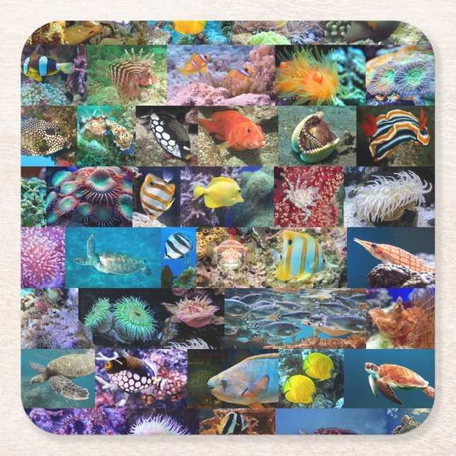 Coral Reef Marine Life: Fish and Animals Photos Square Paper Coaster (Front)