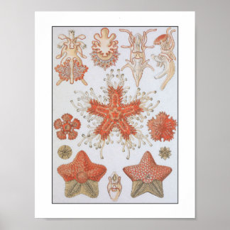 Coral Reef Marine Life JellyFish Sea Creatures Poster