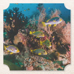 Coral Reef paper coasters