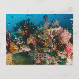 Coral Reef postcard