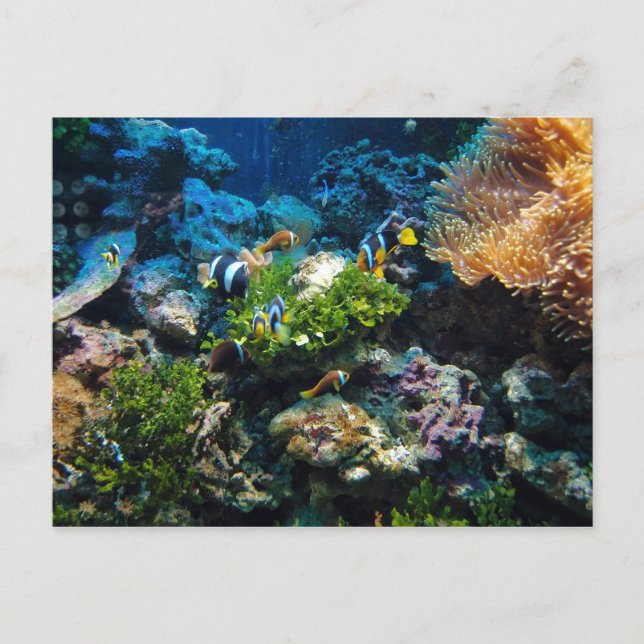 Coral Reef postcard (Front)