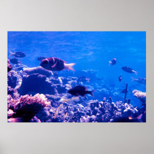 Coral Reef Poster