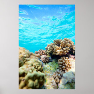 Coral reef poster