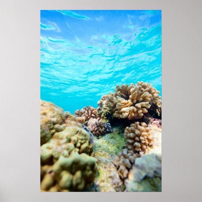 Coral reef poster (Front)