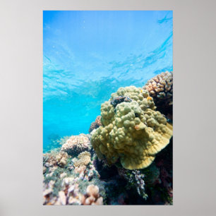 Coral reef poster
