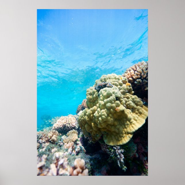 Coral reef poster (Front)