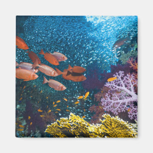 Coral Reef Scenery Bigeye Or Goggle-Eye Magnet