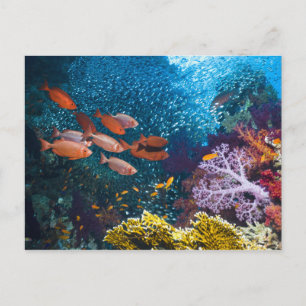 Coral Reef Scenery Bigeye Or Goggle-Eye Postcard