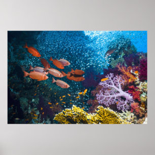 Coral Reef Scenery   Bigeye Or Goggle-Eye Poster